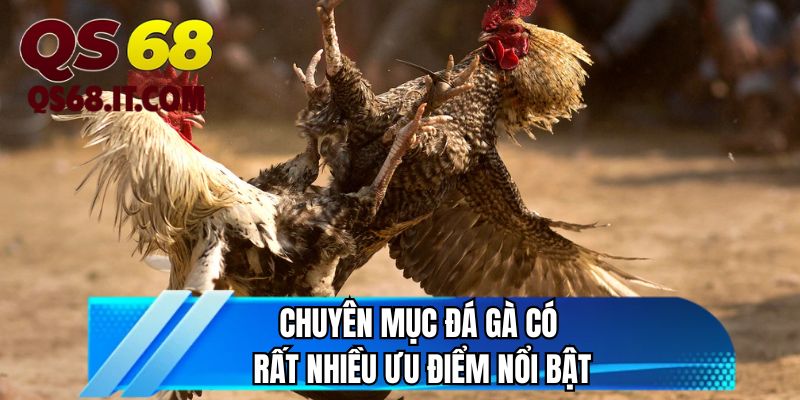 Chuyên mục đá gà có rất nhiều ưu điểm nổi bật