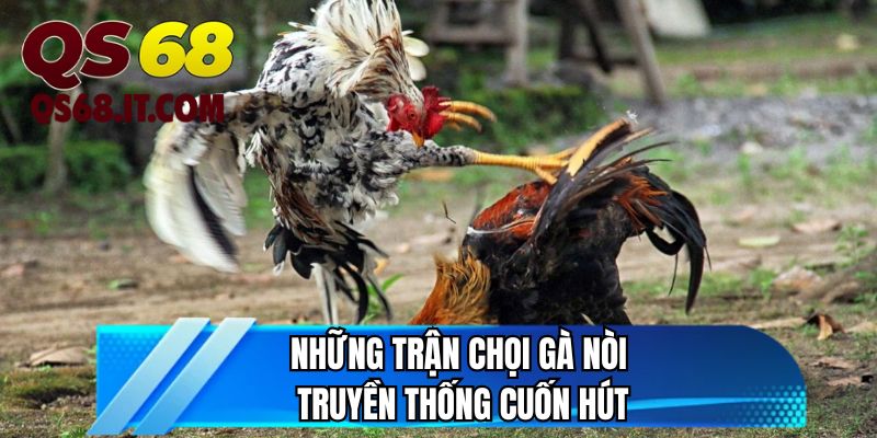 Những trận chọi gà nòi truyền thống cuốn hút